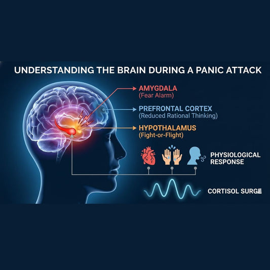 Understanding the Brain’s Response During a Panic Attack