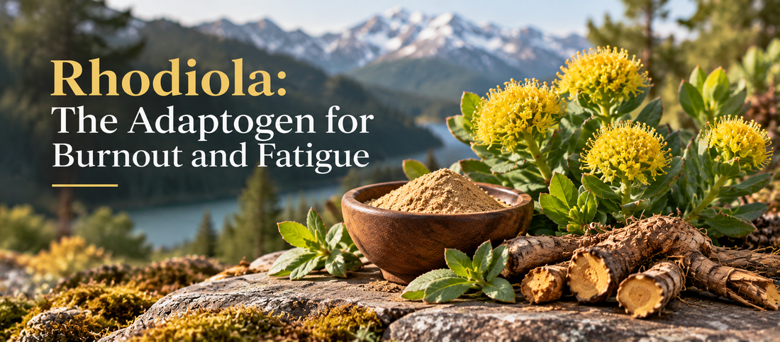 Rhodiola: The Adaptogen for Burnout and Fatigue