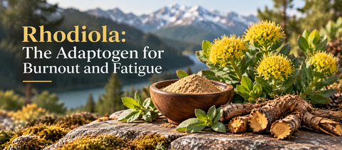 Rhodiola: The Adaptogen for Burnout and Fatigue